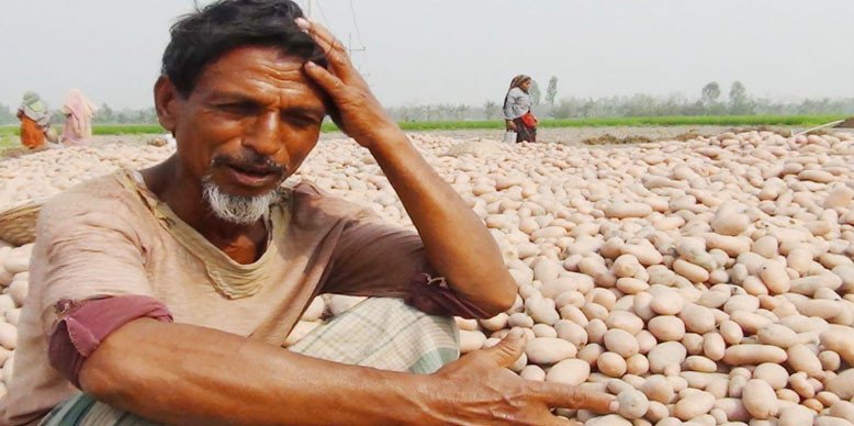 ৩ টাকা কেজিতেও বিক্রি হচ্ছে না আলু, দিশেহারা কৃষক